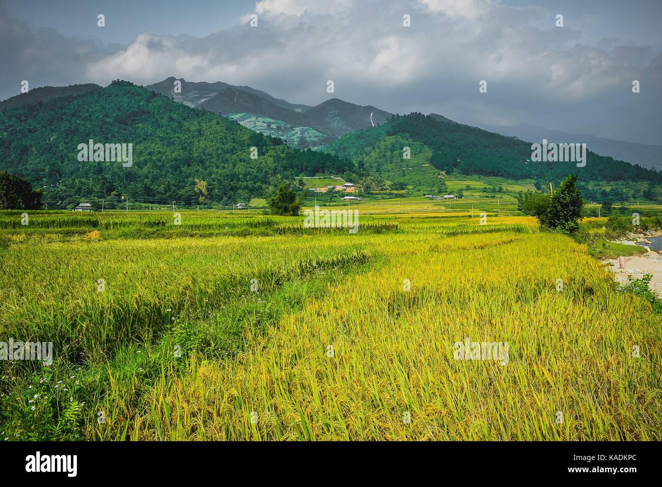 Mu Cang Chai Vietnam Rice Terrace Stock Photo