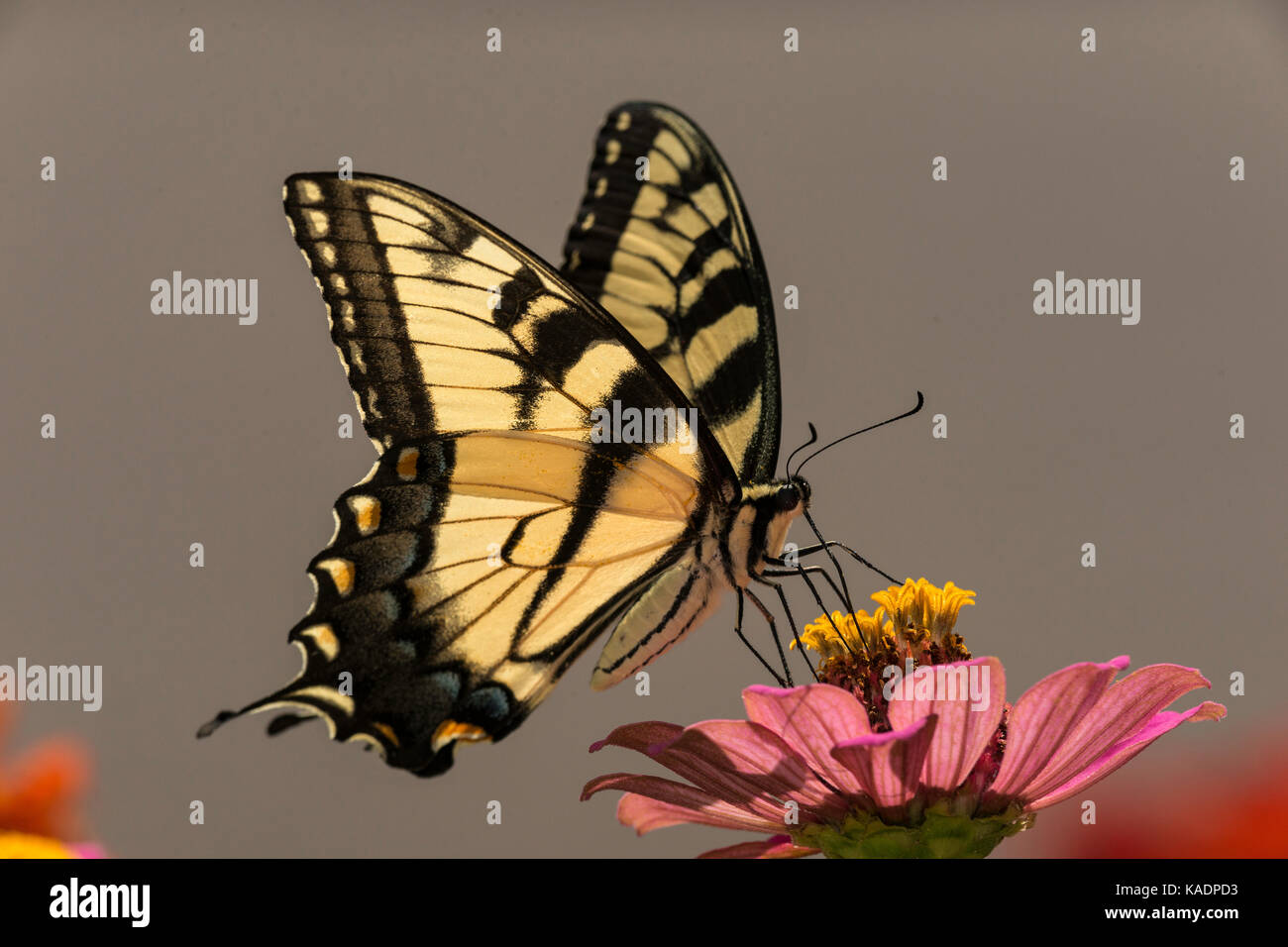 Giant Swallowtail feeding on Zinnia flower. Stock Photo