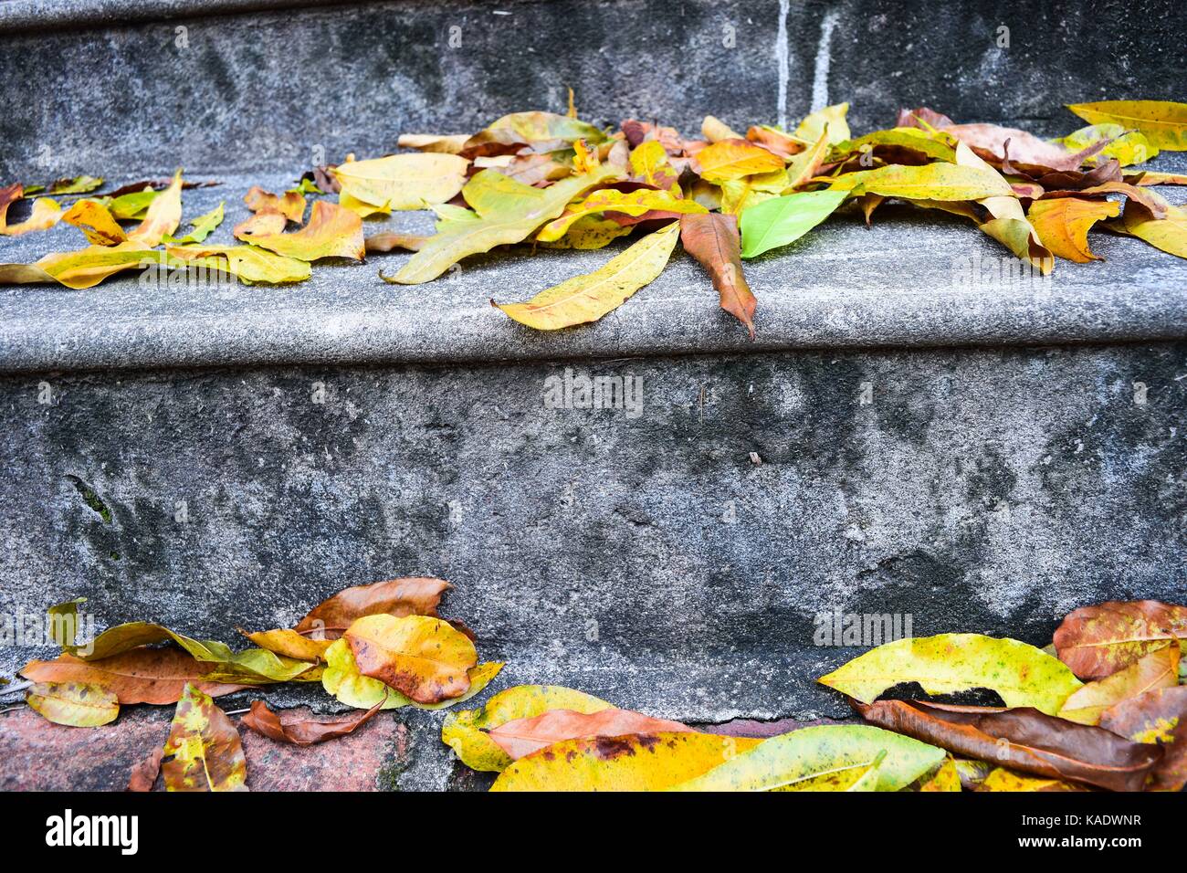 Yellow falling leaves on granite steps on autumn time Stock Photo - Alamy