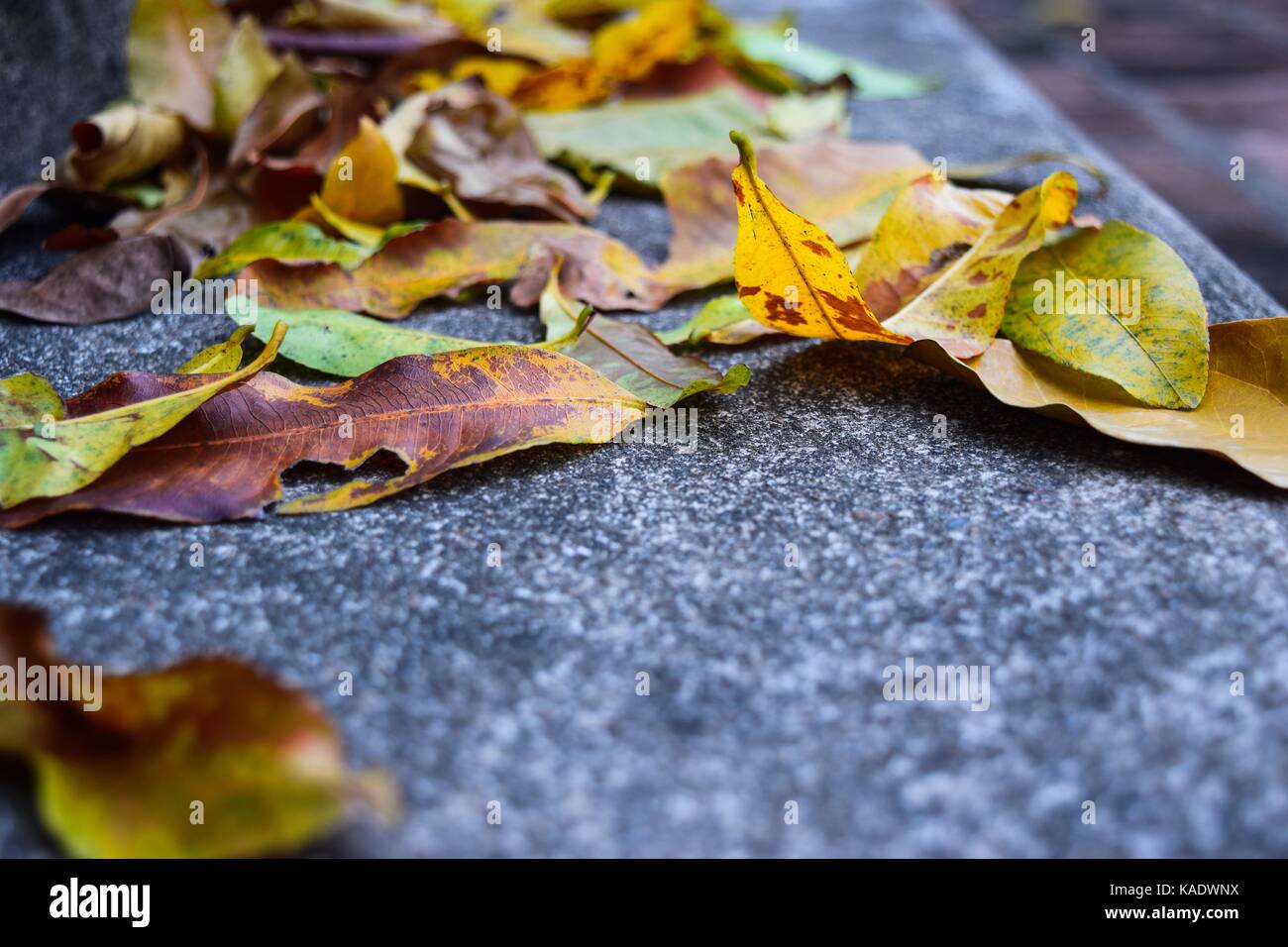 Yellow falling leaves on granite steps on autumn time Stock Photo - Alamy