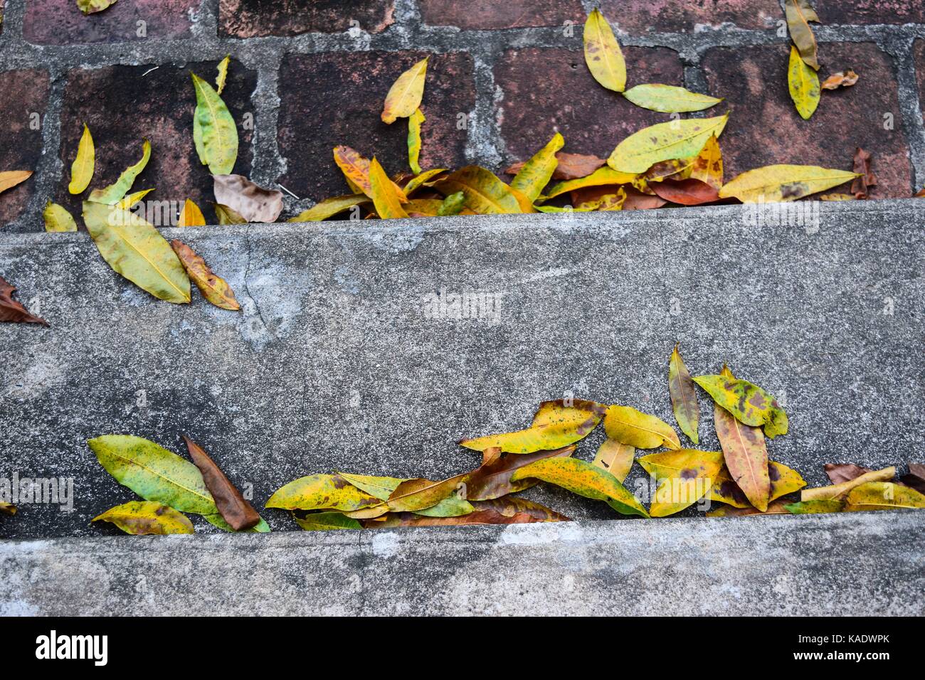 Yellow falling leaves on granite steps on autumn time Stock Photo - Alamy