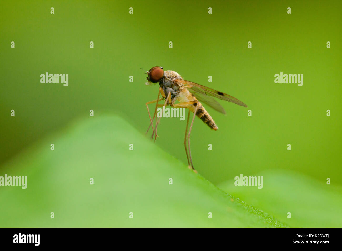Long-legged fly (Dolichopodidae) - USA Stock Photo