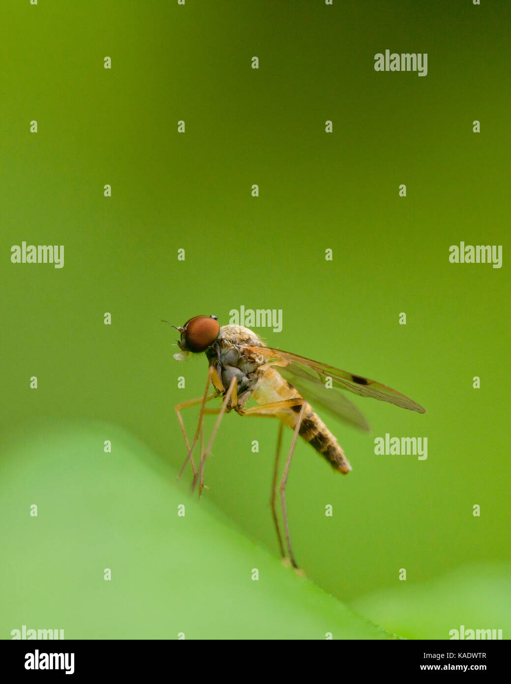 Long-legged fly (Dolichopodidae) - USA Stock Photo