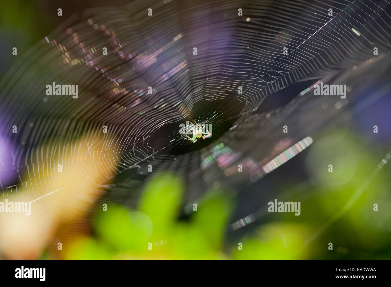 Venusta Orchard Spider on web (Leucauge venusta) - USA Stock Photo