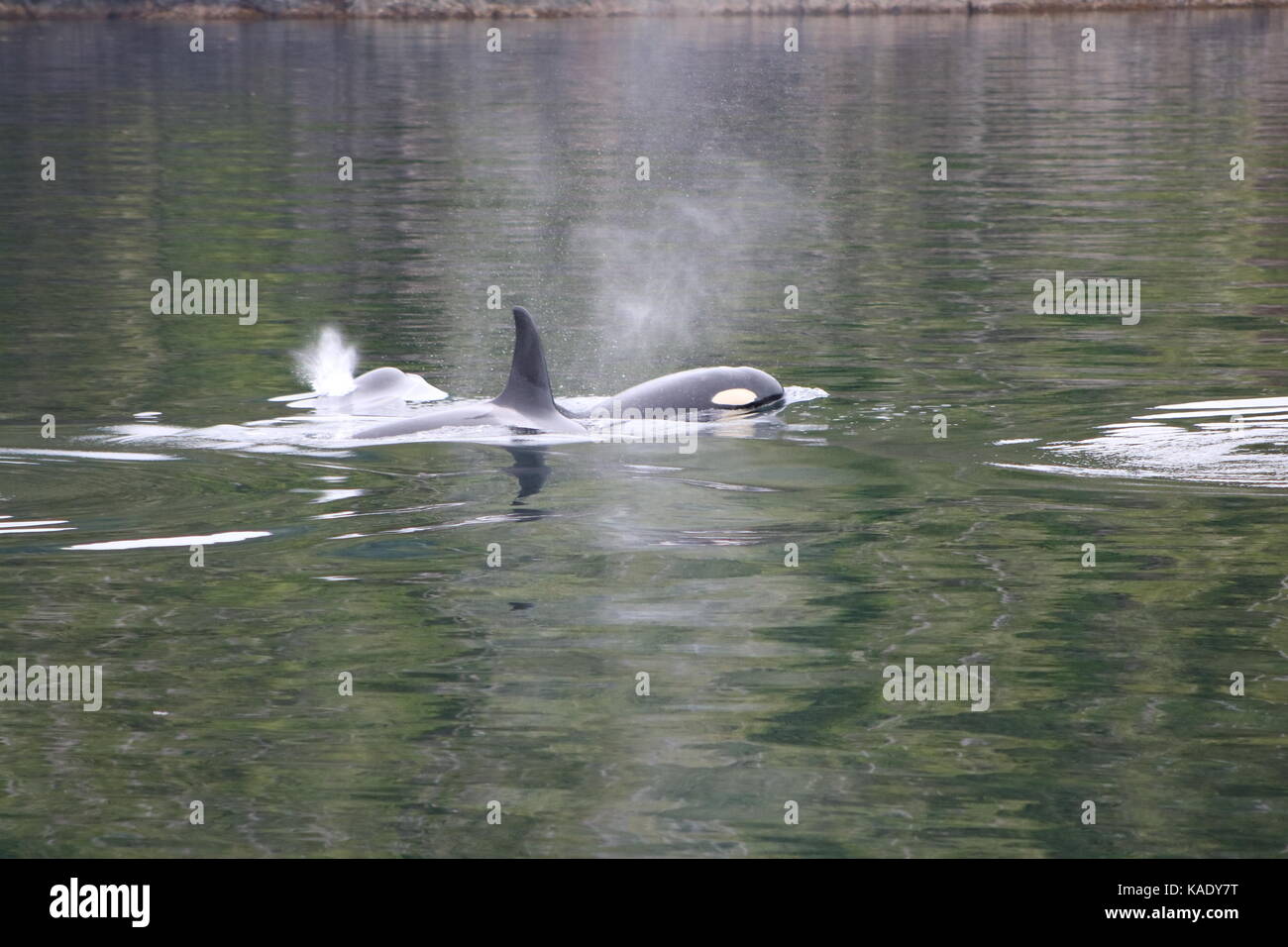 Orca Pod British Columbia Stock Photo