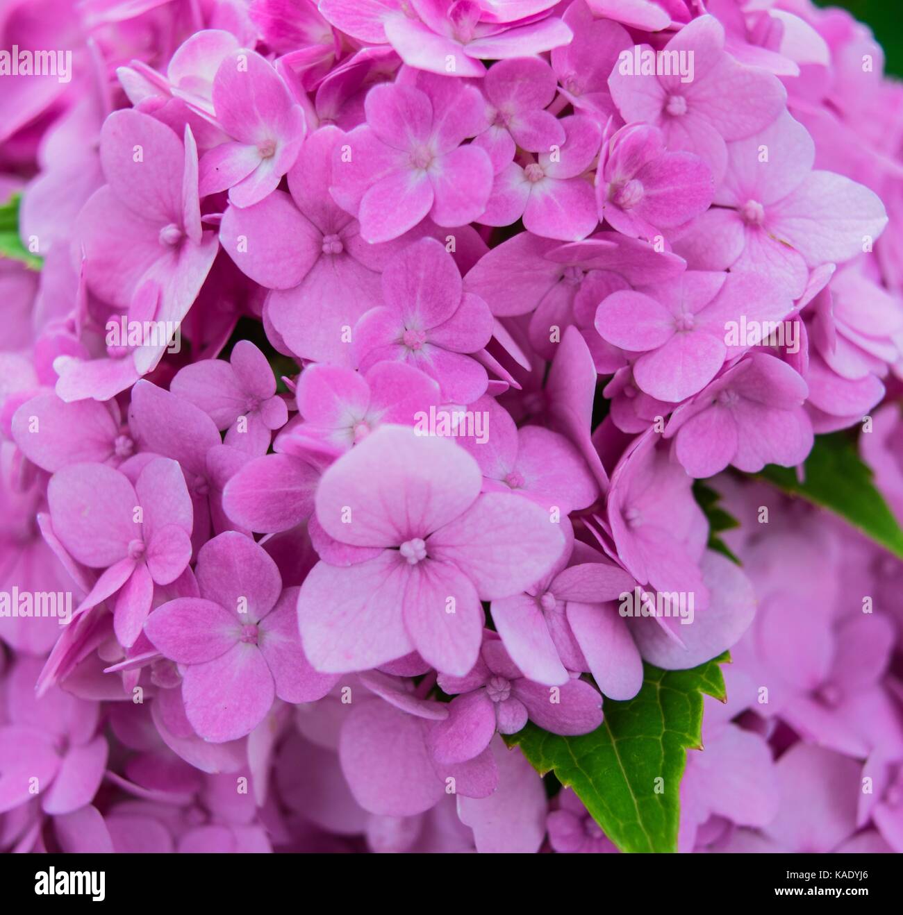 Pink hydrangea flowers Stock Photo - Alamy