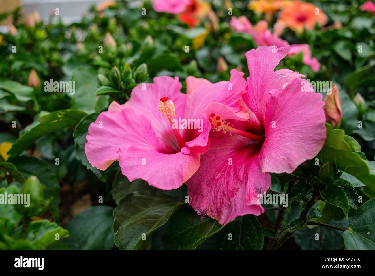 pink hibiscus flower Stock Photo - Alamy