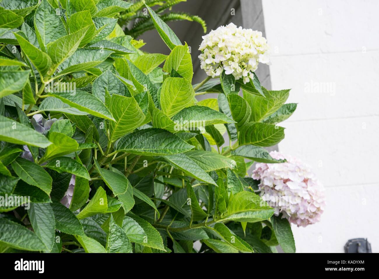 Purple hydrangea flowers Stock Photo - Alamy
