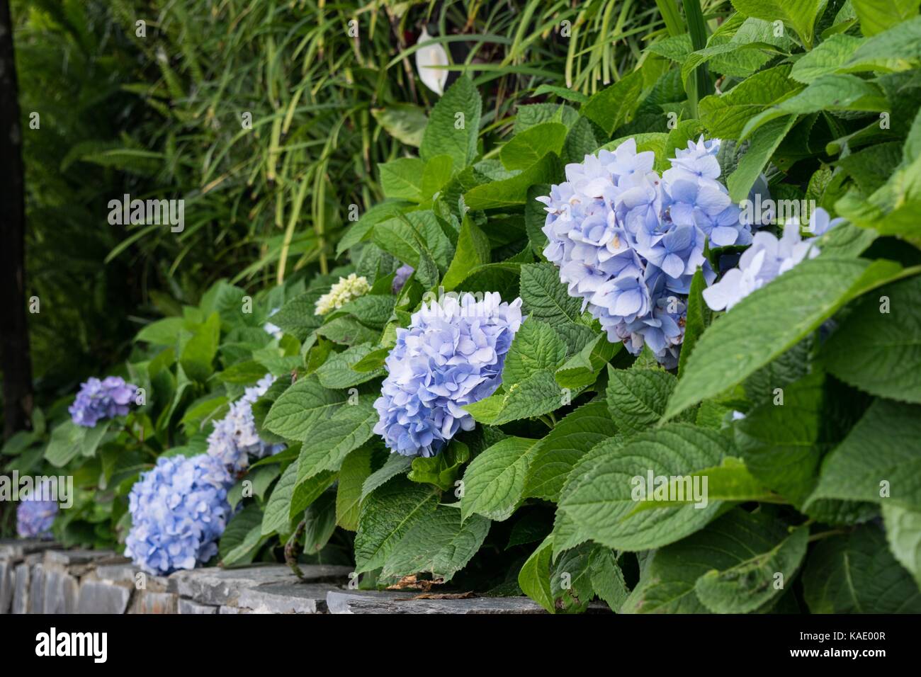 Purple hydrangea flowers Stock Photo - Alamy