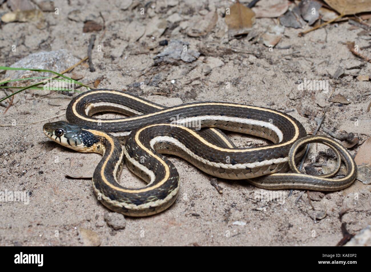 A Western Black-necked Gartersnake (Thamnophis cyrtopsis cyrtopsis) coiled in the sandy desert in southern Arizona, USA Stock Photo