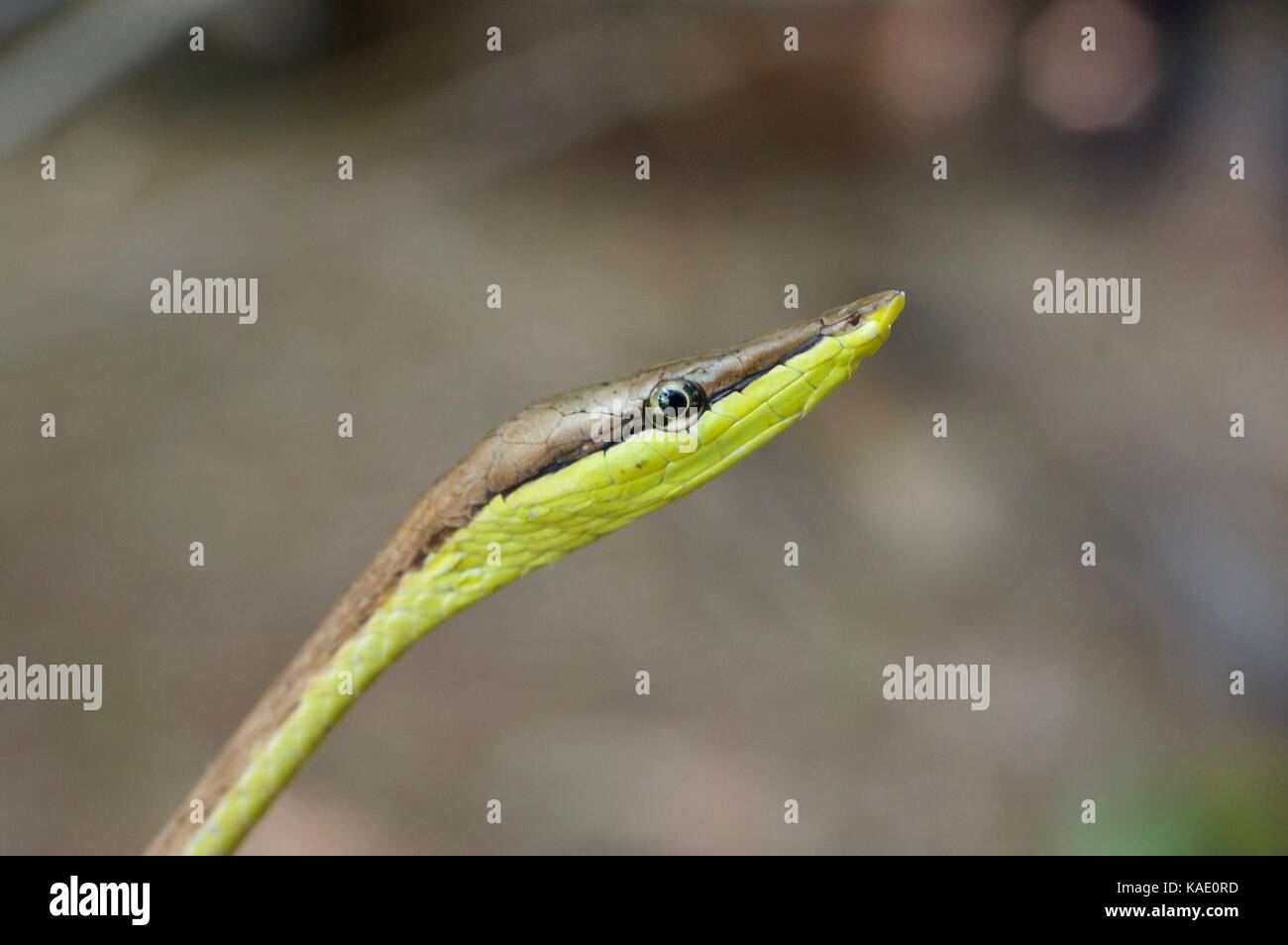 A Neotropical Vinesnake (Oxybelis aeneus) in Alamos, Sonora, Mexico Stock Photo