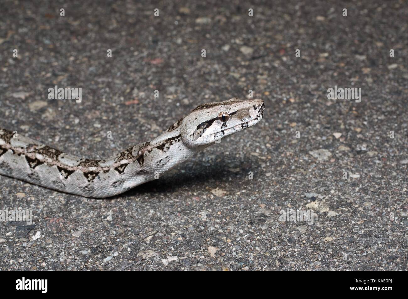 A Boa Constrictor (Boa imperator) on a paved road at night near Alamos, Sonora, Mexico Stock Photo