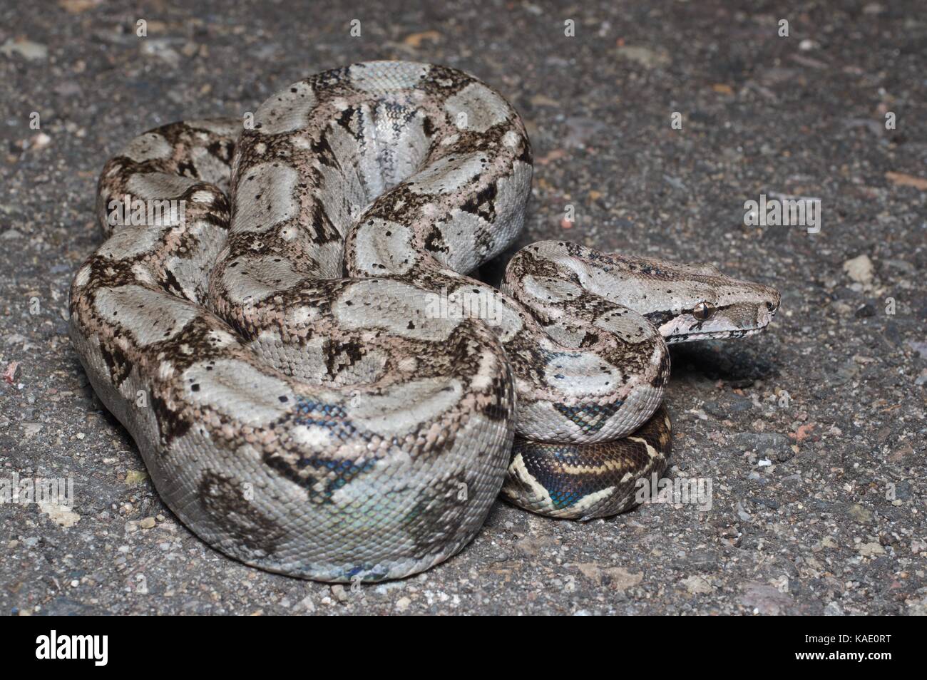 A Boa Constrictor (Boa imperator) on a paved road at night near Alamos, Sonora, Mexico Stock Photo