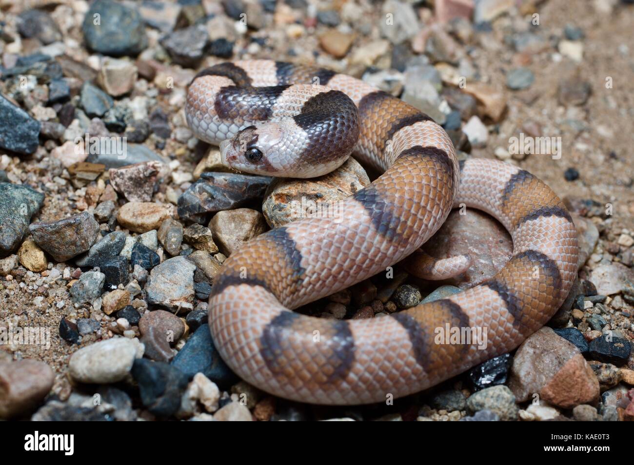 A Saddled Leaf-nosed Snake (Phyllorhynchus browni) on the desert floor near Alamos, Sonora, Mexico Stock Photo