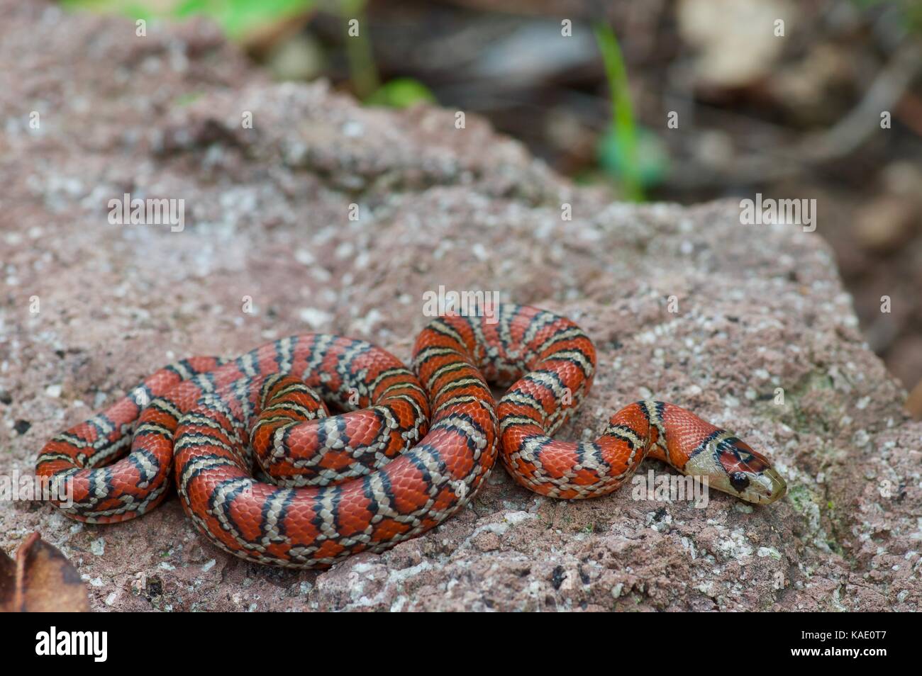 A Knobloch's Mountain Kingsnake (Lampropeltis knoblochi) resting on a rock near Yecora, Sonora, Mexico Stock Photo
