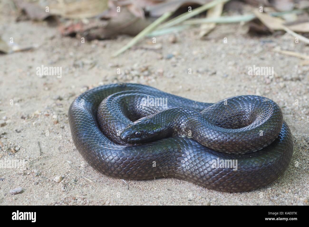 A Mexican Black Kingsnake (Lampropeltis nigrita) coiled on sandy ground in Álamos, Sonora, Mexico Stock Photo