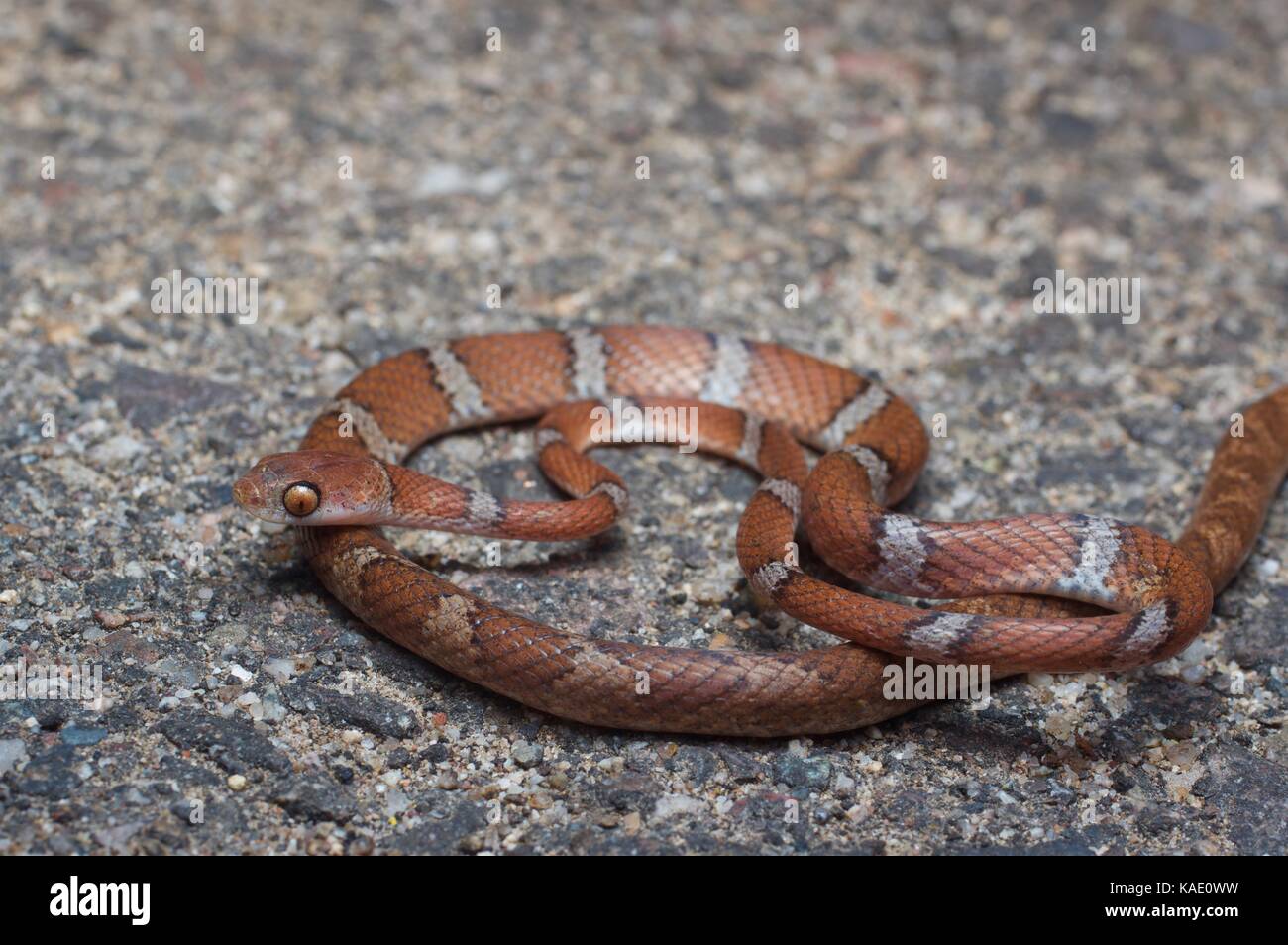 A Central American Tree Snake (Imantodes gemmistratus) on a paved road at night near Álamos, Sonora Mexico Stock Photo