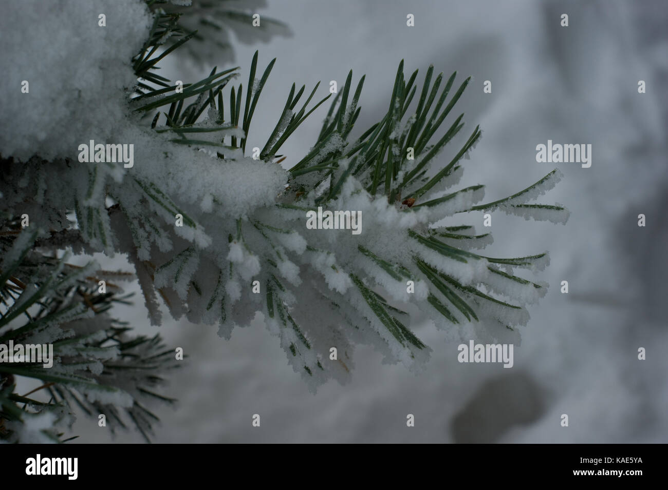 Snowfall on Pine Trees Stock Photo - Alamy