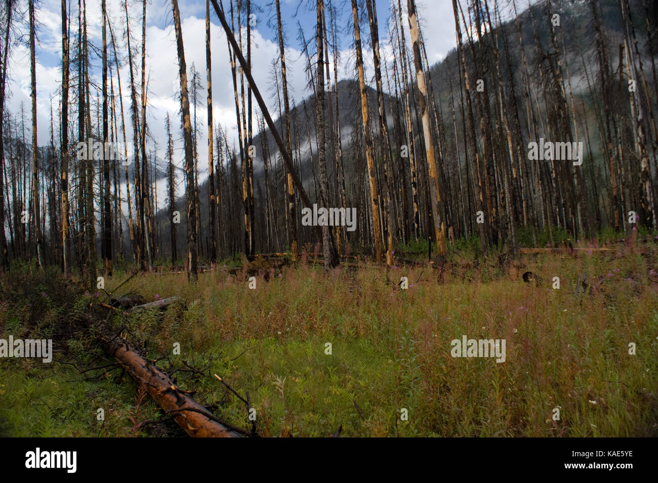 Wildflowers, Burnt forest area and low clouds make for a beautiful landscape in the Kootenay National Park Stock Photo