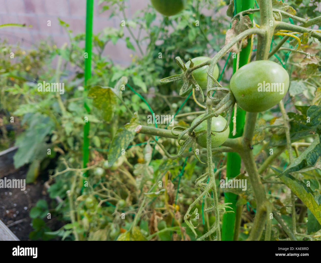 Growing tomato in home garden at Los Angeles Stock Photo