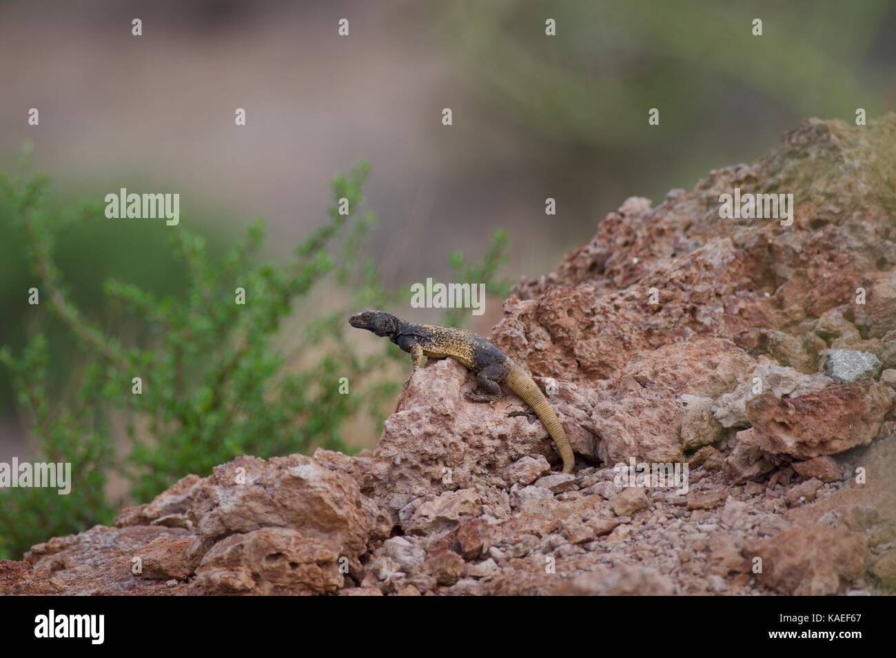 A Common Chuckwalla (Sauromalus after) perched on a rocky outcrop in Bahía de Kino, Sonora, Mexico Stock Photo