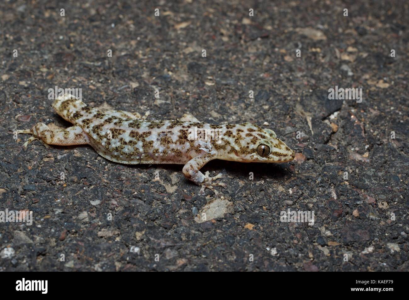 A Yellow-bellied Gecko (Phyllodactylus tuberculosus) with broken tail on a paved road at night near Alamos, Sonora, Mexico Stock Photo
