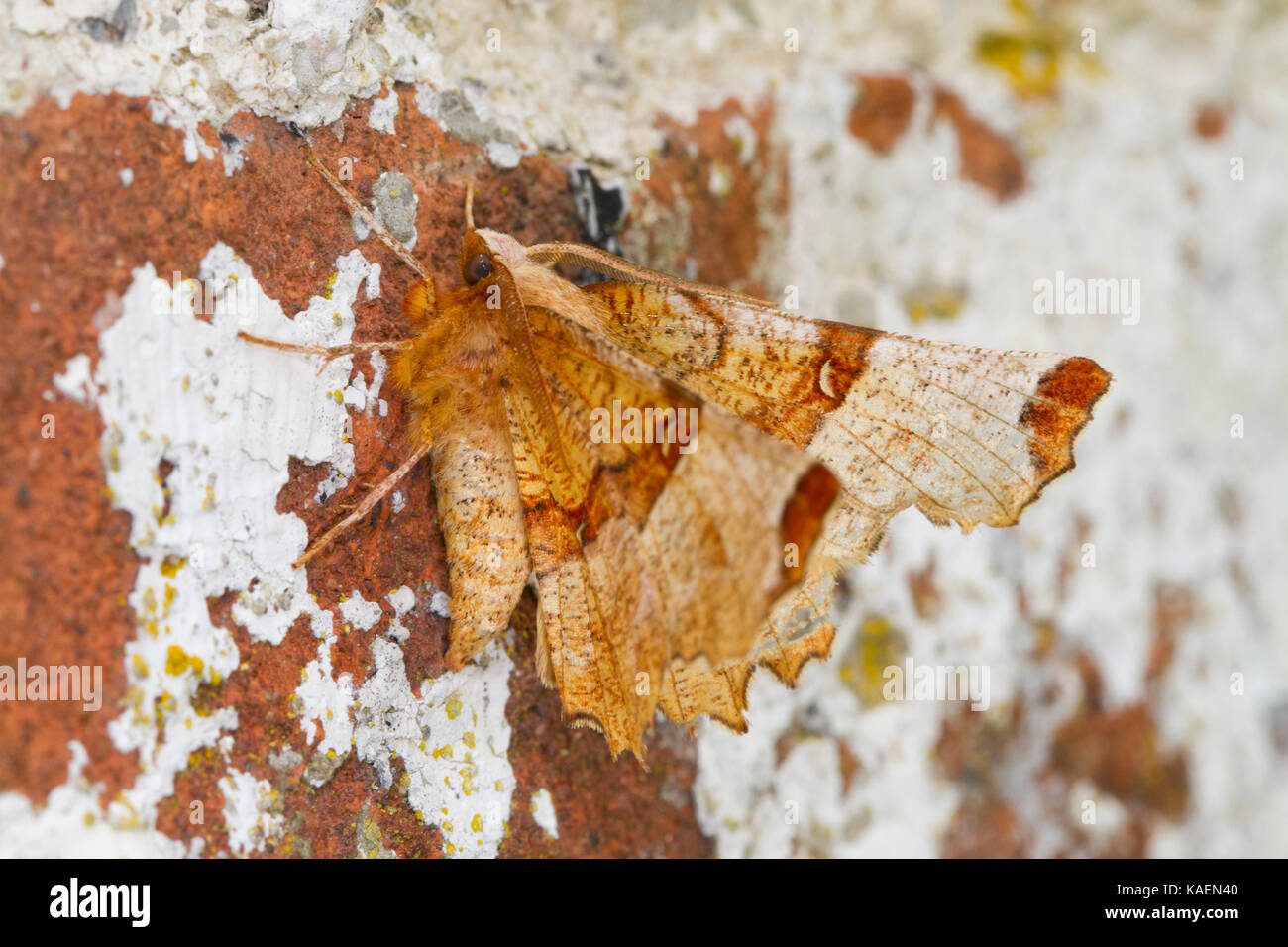 Lunar Thorn (Selenia lunularia) adult moth resting on a wall. Powys, Wales. May. Stock Photo