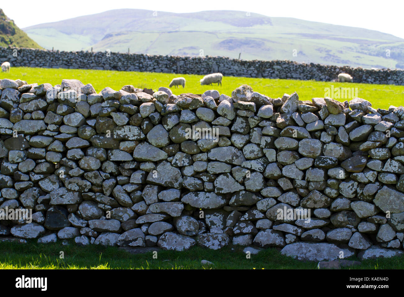 Stone walls consisting of rounded boulders surrounding fields. Tonfanau, Tywyn, Gwynedd, Wales. May. Stock Photo