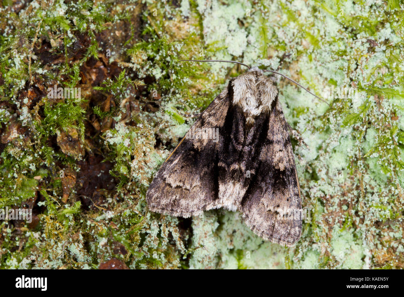 Alder Moth (Acronicta alni) adult moth resting on tree bark. Powys, Wales. May. Stock Photo