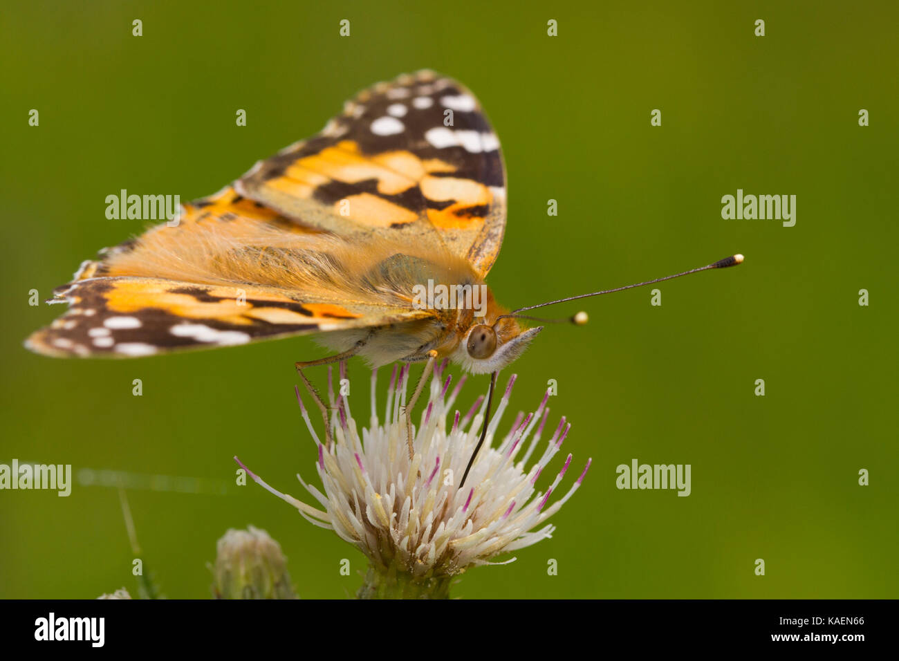 Painted Lady (Vanessa cardui) adult butterfly feeding on a thistle flower. Powys, Wales. June. Stock Photo