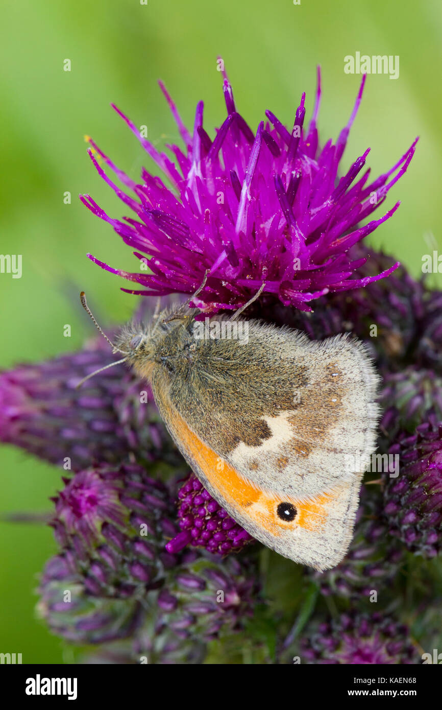Small Heath (Coenonympha pamphilus) adult butterfly feeding on a thistle flower. Powys, Wales. June. Stock Photo