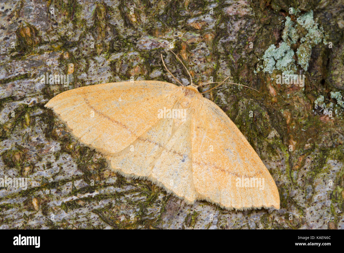 Clay Triple-lines (Cyclophora linearia) adult moth resting on a beech tree. Powys, Wales. June. Stock Photo