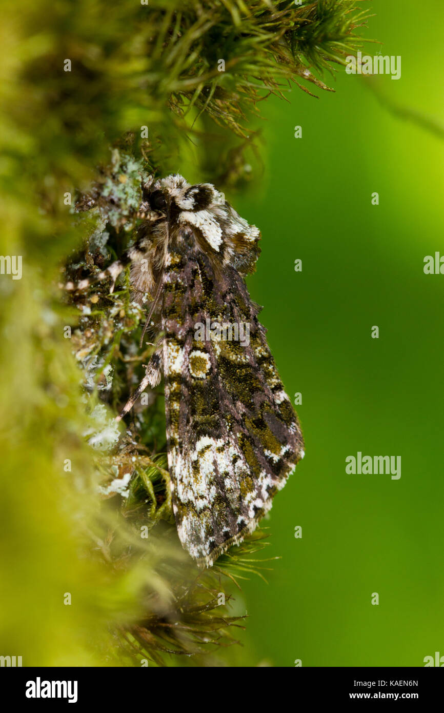 Frosted Green (Polyploca ridens) adult moth resting on mossy oak bark. Powys, Wales. June. Stock Photo