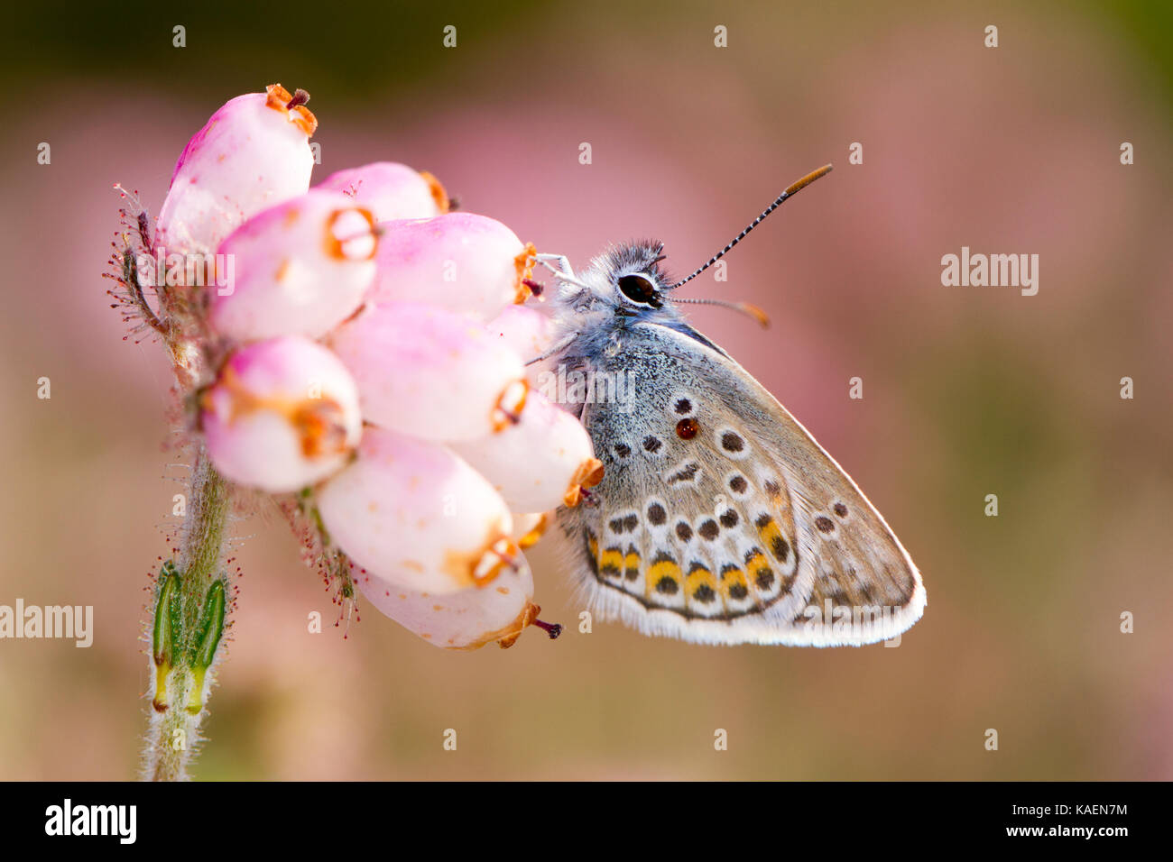 Silver-studded blue (Plebejus argus) adult male butterfly newly emerged on Cross-leaved heath (Erica tetralix). Sussex, England. June. Stock Photo