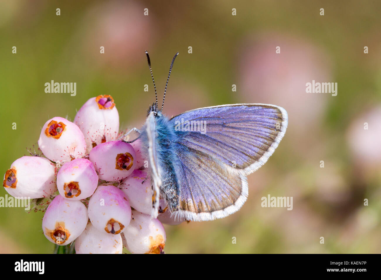 English butterfly hires stock photography and images Alamy