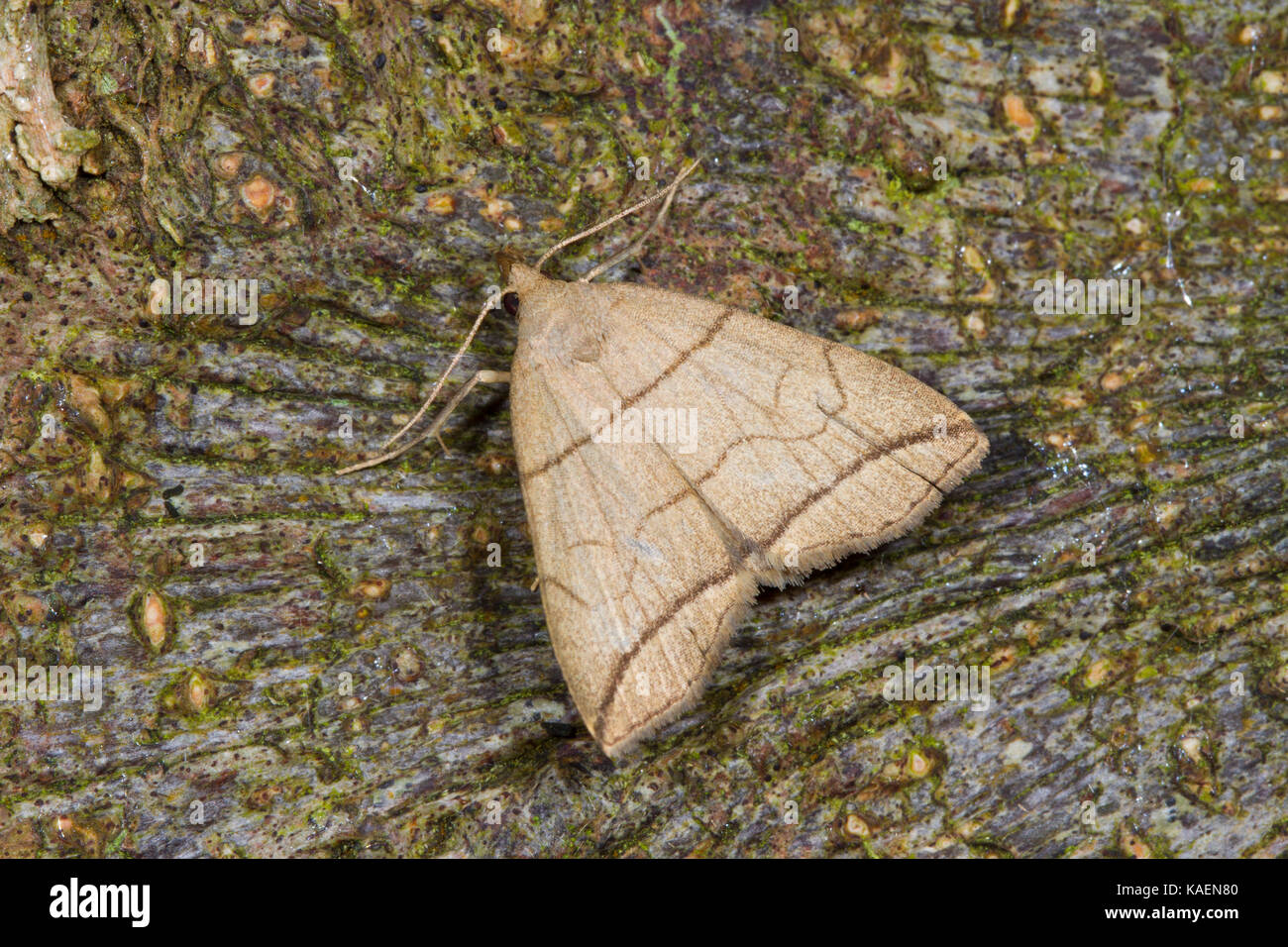 Small Fan-foot (Herminia grisealis) adult moth on the bark of a beech tree. Powys, Wales. June. Stock Photo