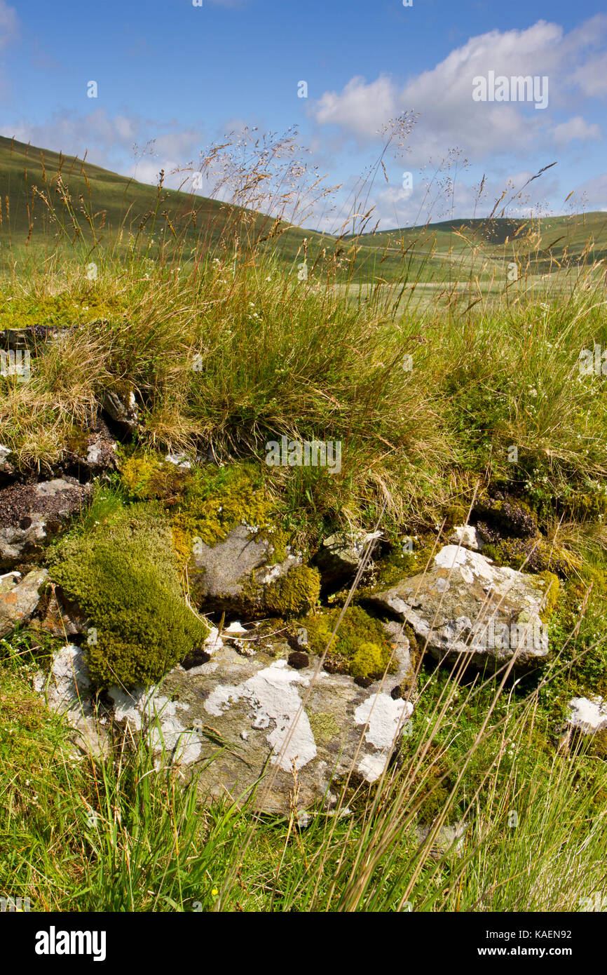 Stone and turf wall with growing mosses and grasses in an upland area. Near Nant-y-moch reservoir. Ceredigion, Wales. July. Stock Photo