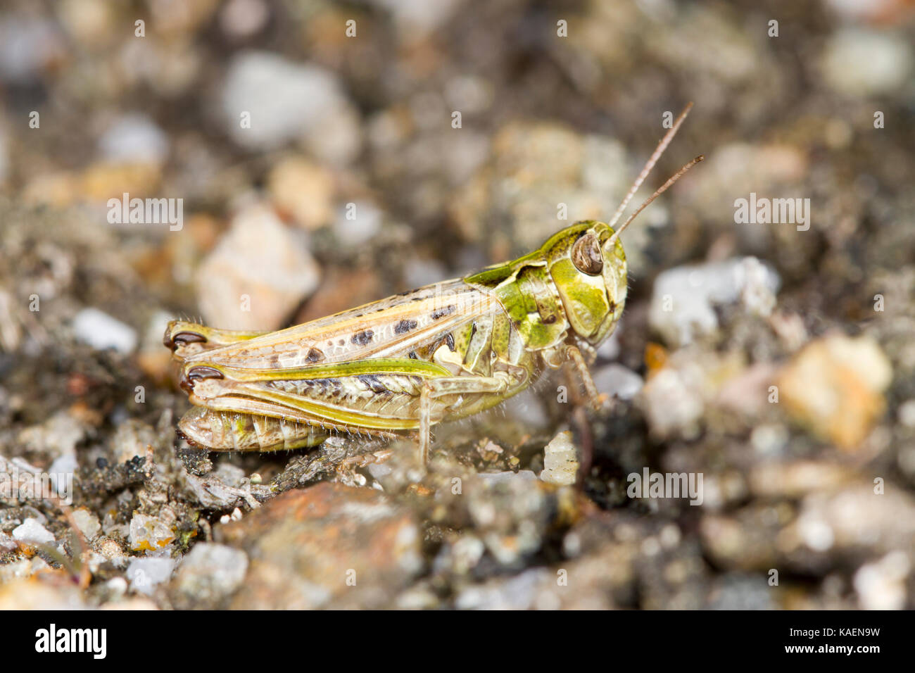 Mottled Grasshopper (Myrmeleotettix maculatus) adult female basking on mine waste. Shropshire, England. July. Stock Photo