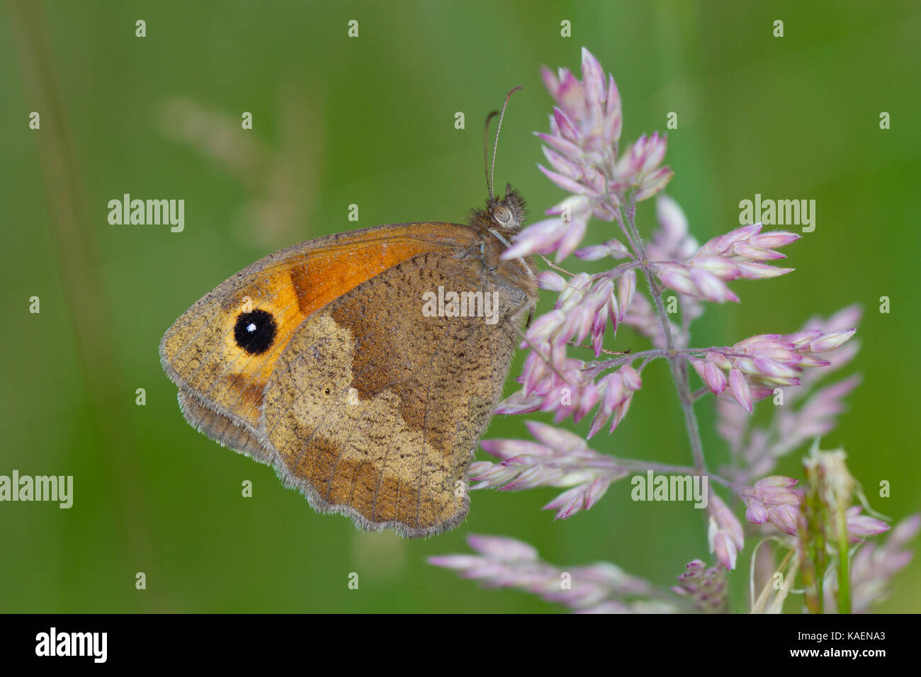 Meadow Brown butterfly (Maniola jurtina) adult female. Powys, Wales. July. Stock Photo
