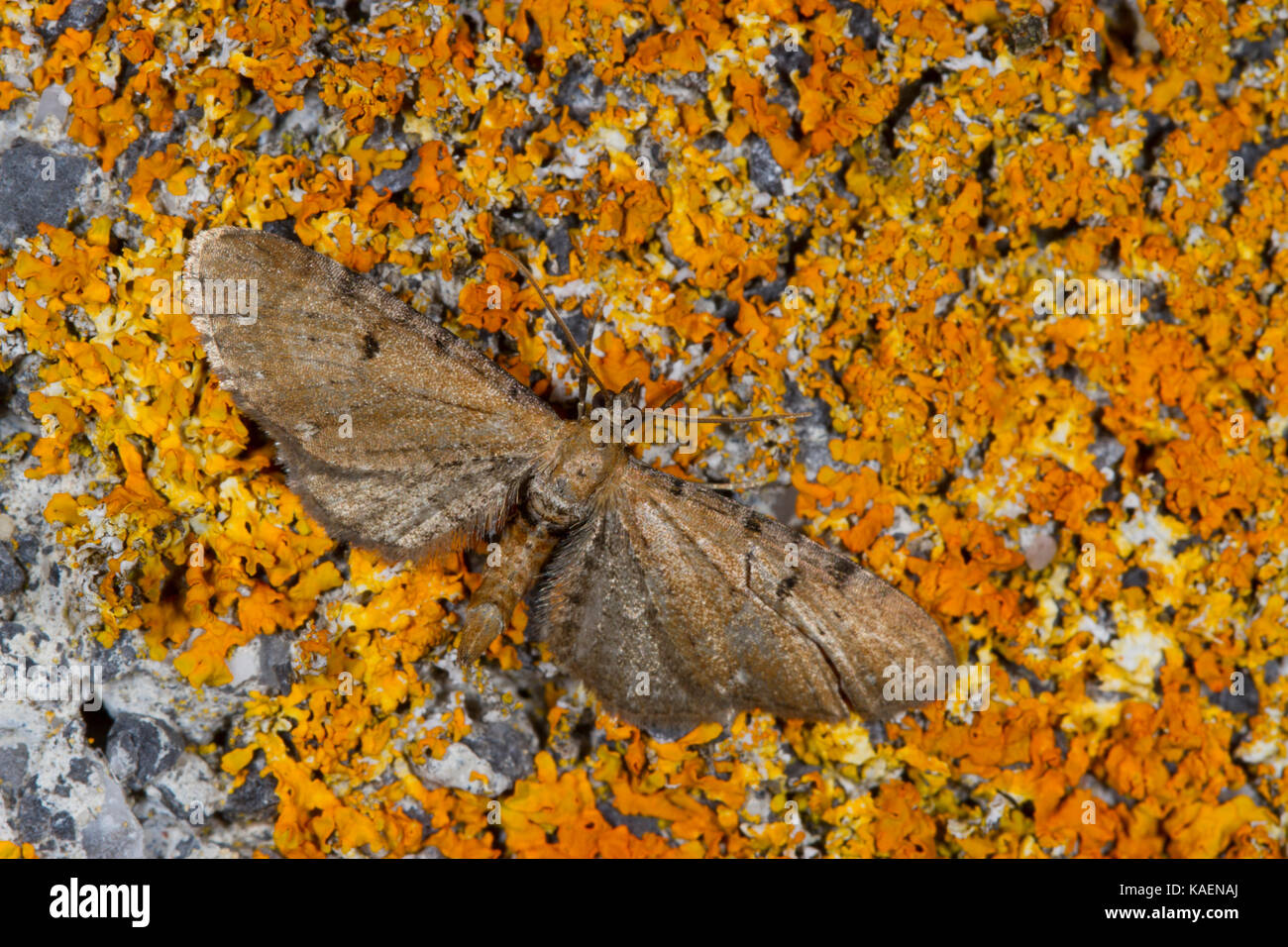Wormwood Pug (Eupithecia absinthiata) adult moth resting on a wall.  Powys, Wales. July. Stock Photo