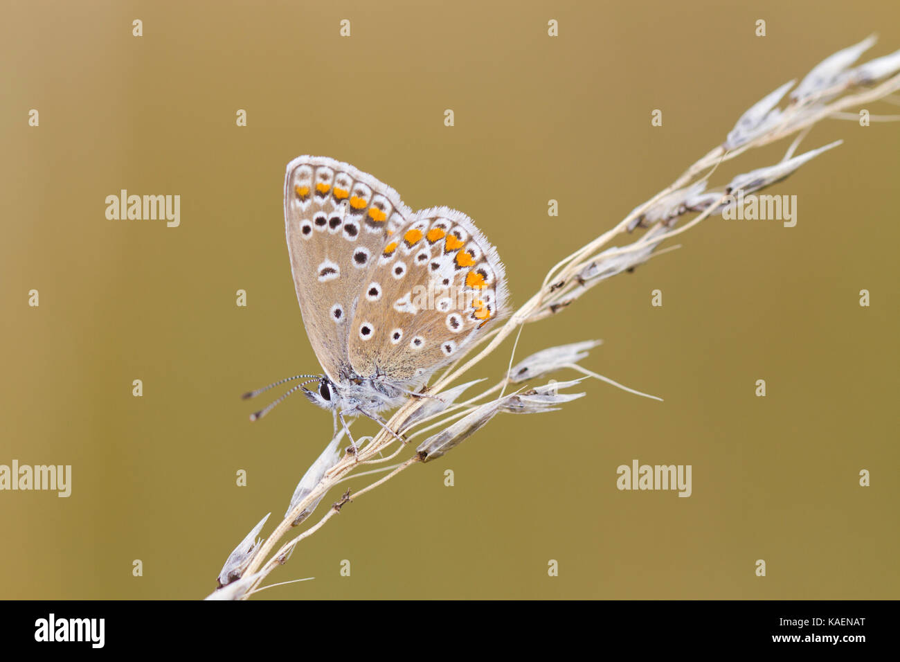 Common Blue butterfly (Polyommatus icarus) adult female resing on grass seedhead. Suffolk, England. July. Stock Photo