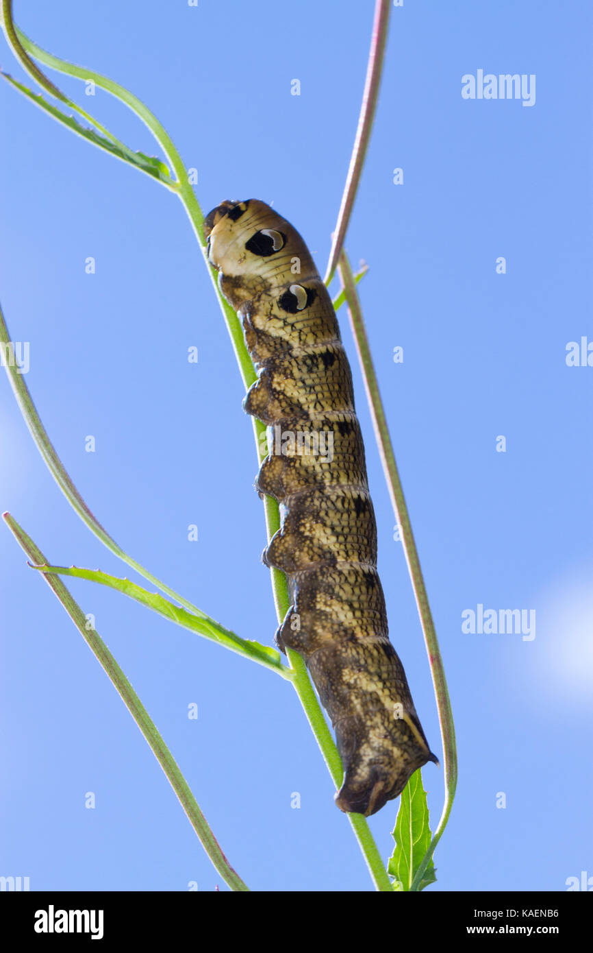 Elephant Hawk-moth (Deilephila elpenor) full-grown larva. Powys, Wales. July. Stock Photo