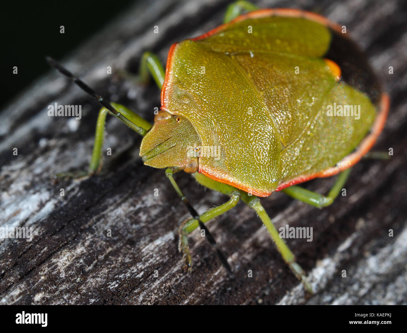 Conchuela (Chlorochroa ligata) stink bug (green form) on a wooden surface in Western WA, USA Stock Photo