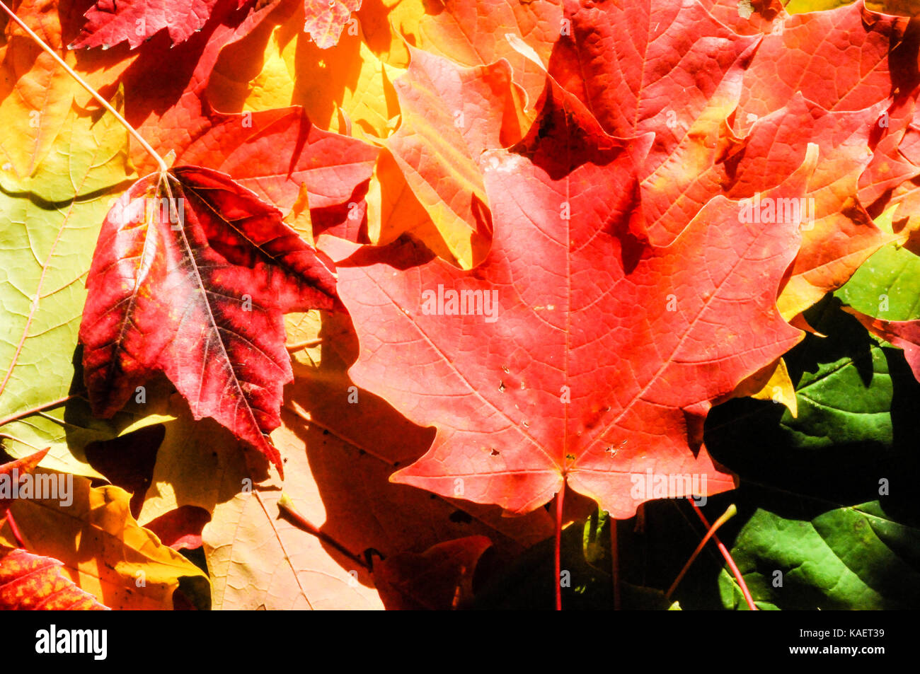 Background autumn maple leaves Stock Photo - Alamy
