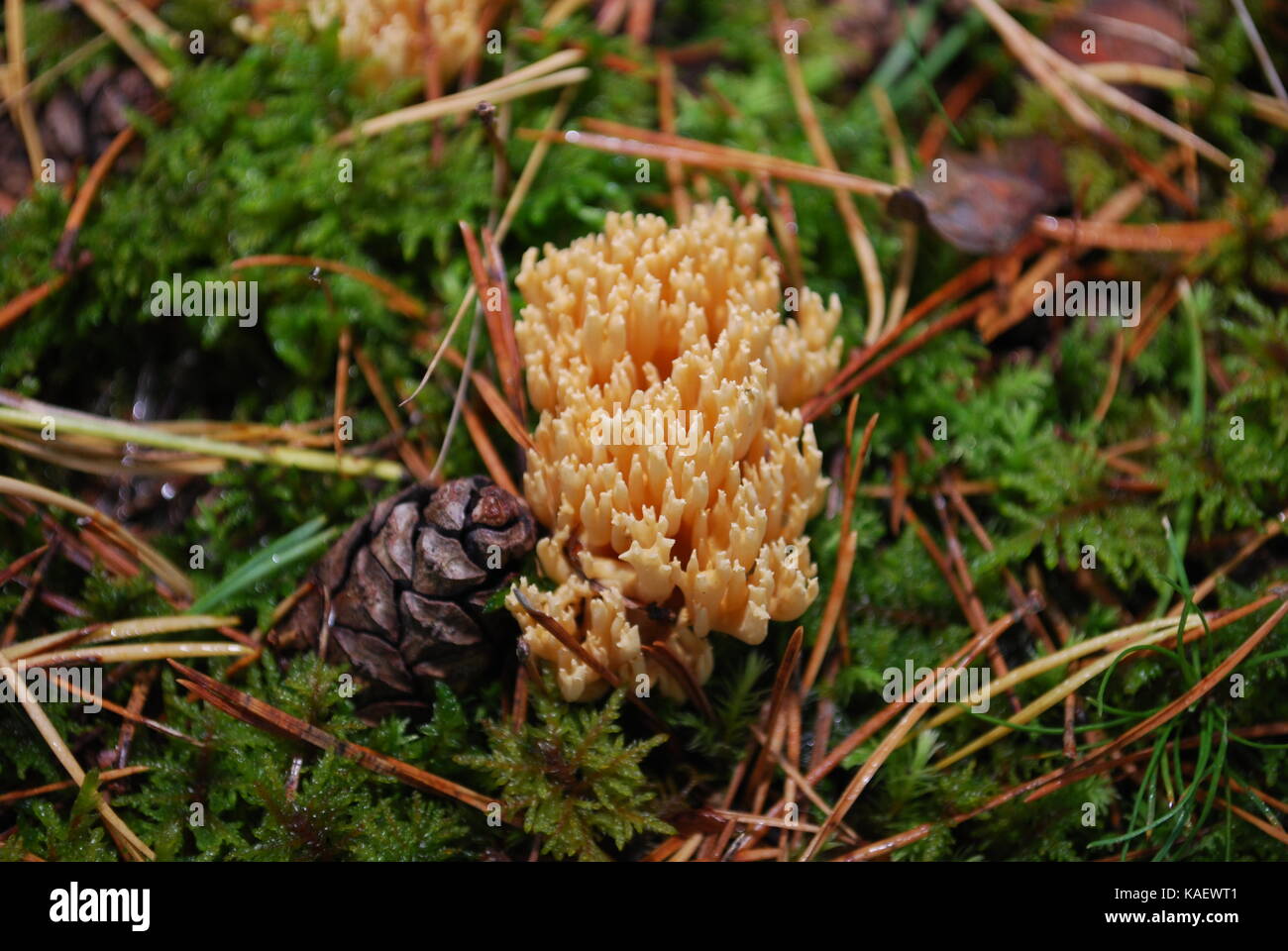 Ramaria aurea is a coral mushroom in the family Gomphaceae grow in the forest. Stock Photo