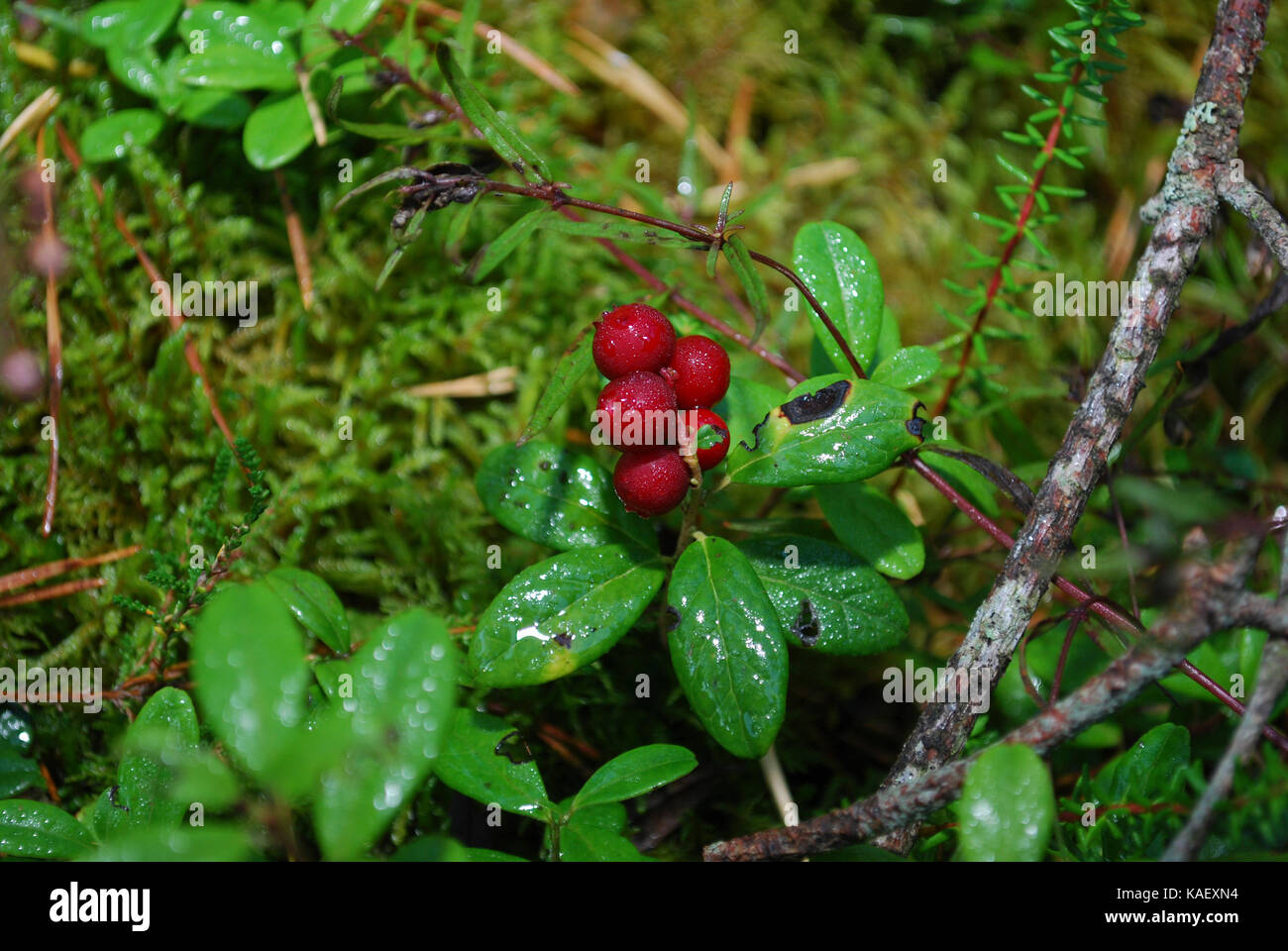 Lingonberry (Vaccinium vitis-idaea) with water drops grow in the forest. Stock Photo
