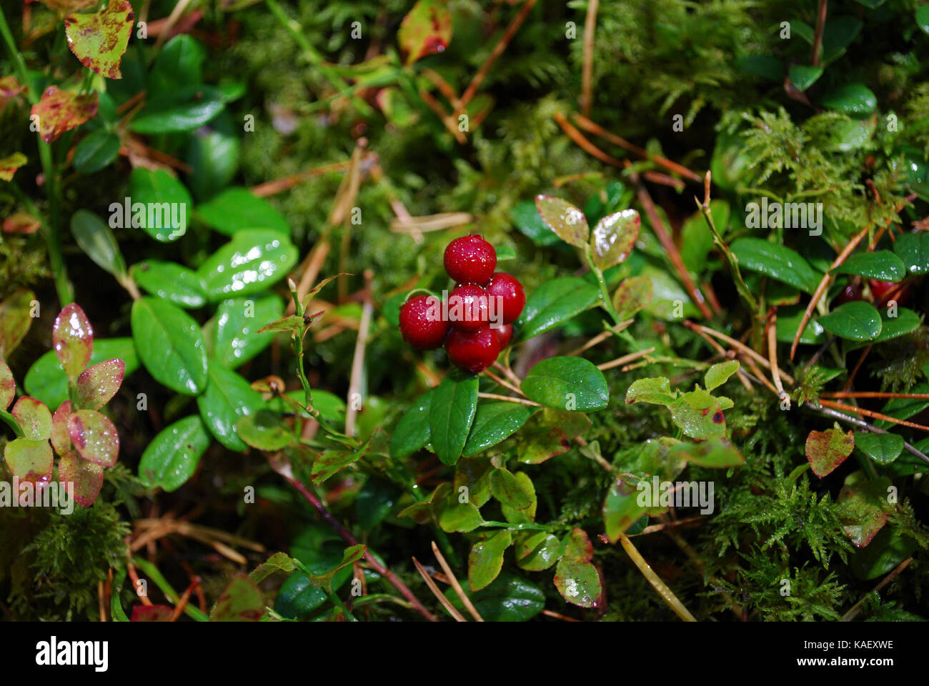Lingonberry (Vaccinium vitis-idaea) with water drops grow in the forest. Stock Photo