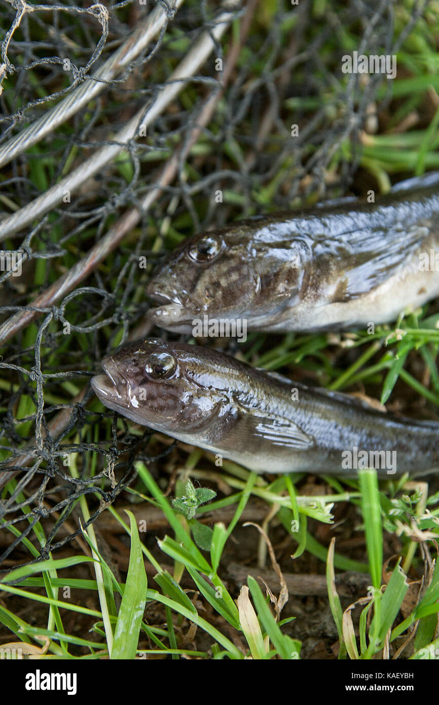 Freshwater bullhead fish or round goby fish known as Neogobius melanostomus and Neogobius fluviatilis pallasi just taken from the water. Raw bullhead  Stock Photo