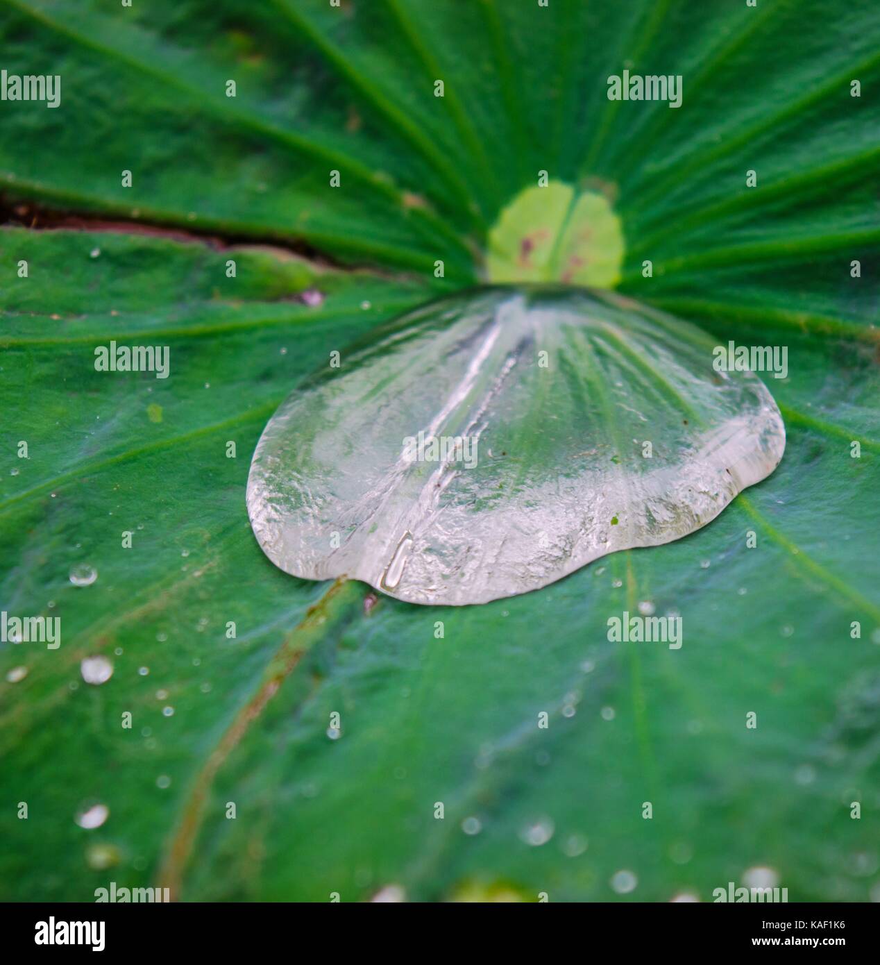 Water drops on lotus leaf hi-res stock photography and images - Alamy