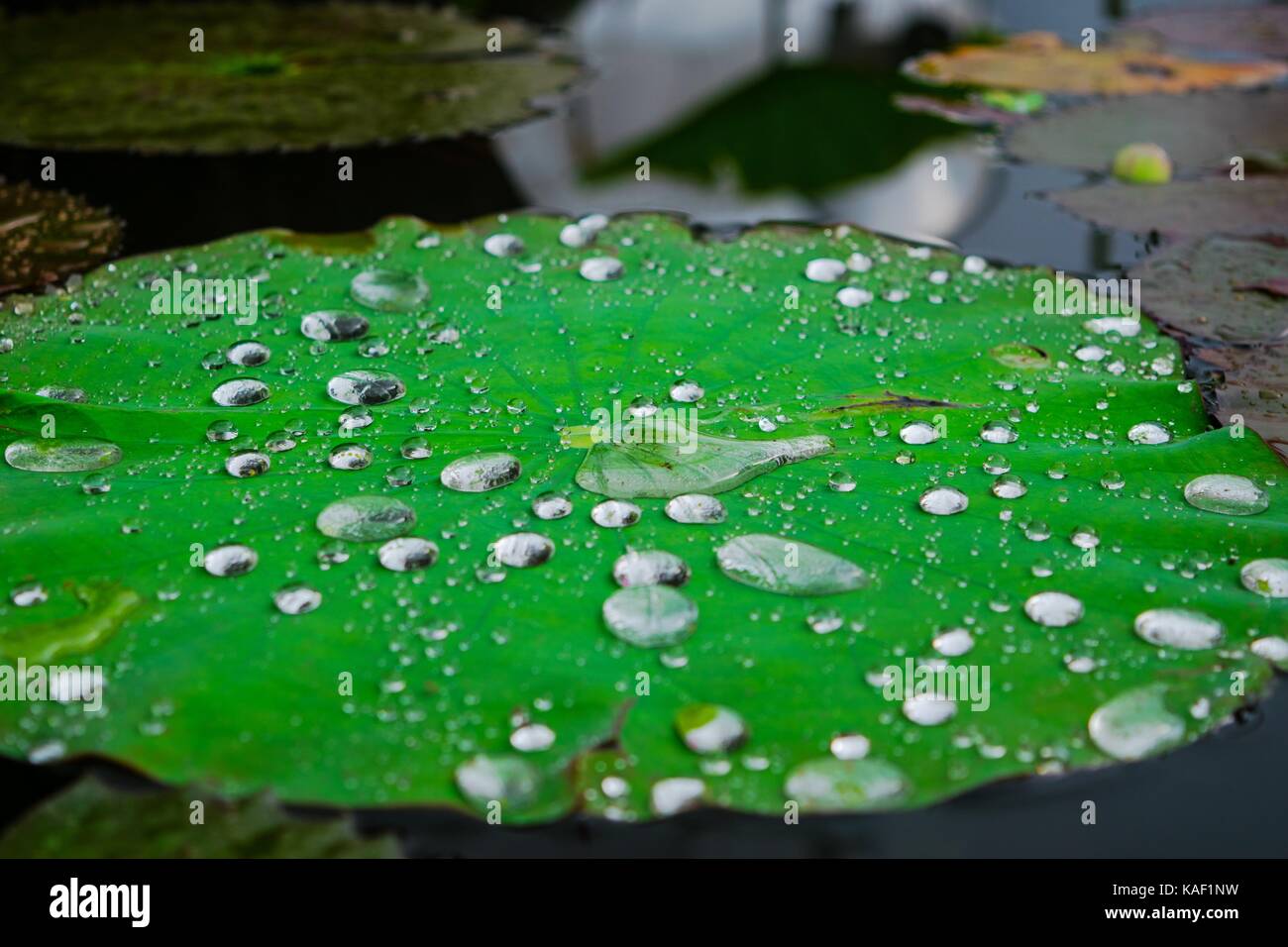 Water droplets on Lotus leaf Stock Photo - Alamy